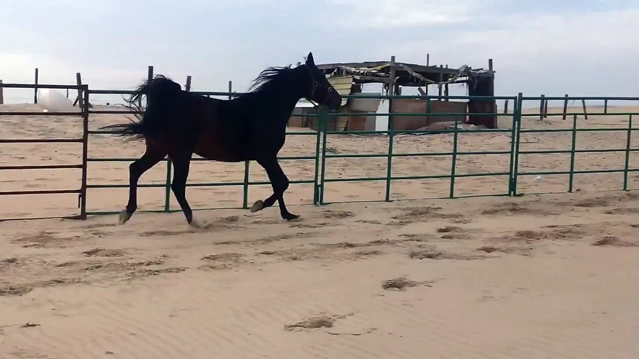 arabian horses in Saudi Arabia 2014  فرس عربية اصيلة بيارق فخر