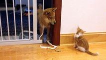 Cutest puppy and kitten fight (Shiba Inu)