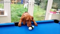 Funny Cats And Dogs Playing Pool Compilation 2015 NEW