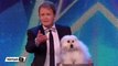 Britain's Got Talent yarışmasında Konuşan köpek herkesi şaşkına çevirdi!