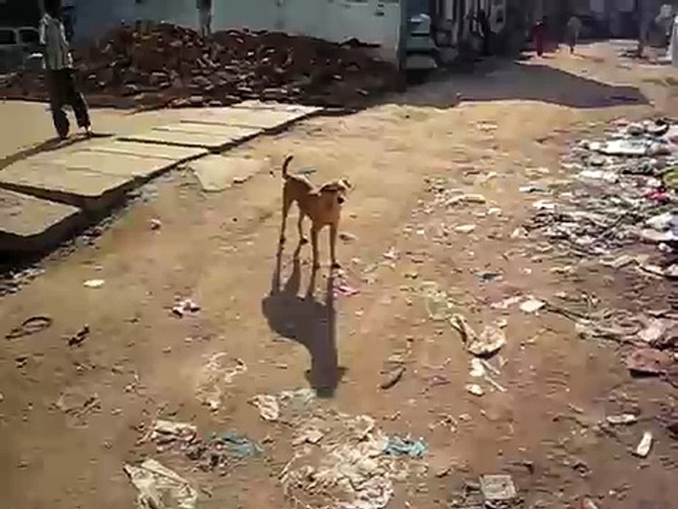 Barking Indian stray dog