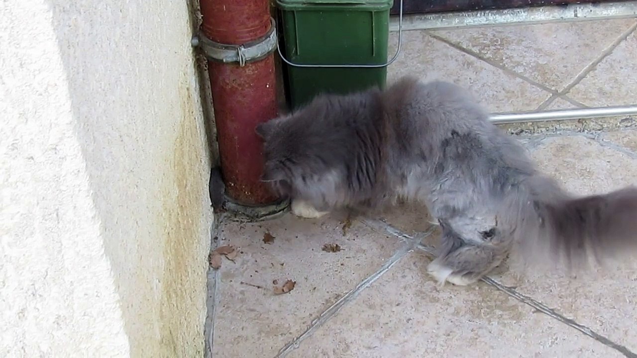 Nounou chat à la chasse !