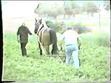 mit dem Pferd wie früher Kartoffel häufeln Juli 1985   13,48 Min.mpg