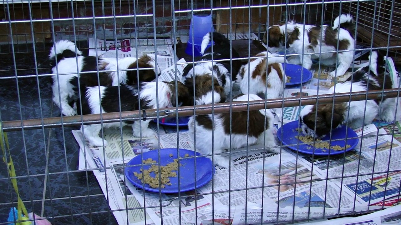 LA 1er BOUILLIE DES BB DE BISOU WAN