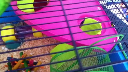 Hamster Heaven Metro Cage Tour And Review