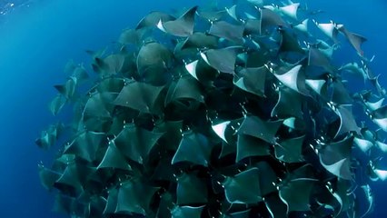 Animaux : le magnifique spectacle des raies volantes