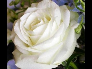 ROBI - Fehér rózsák