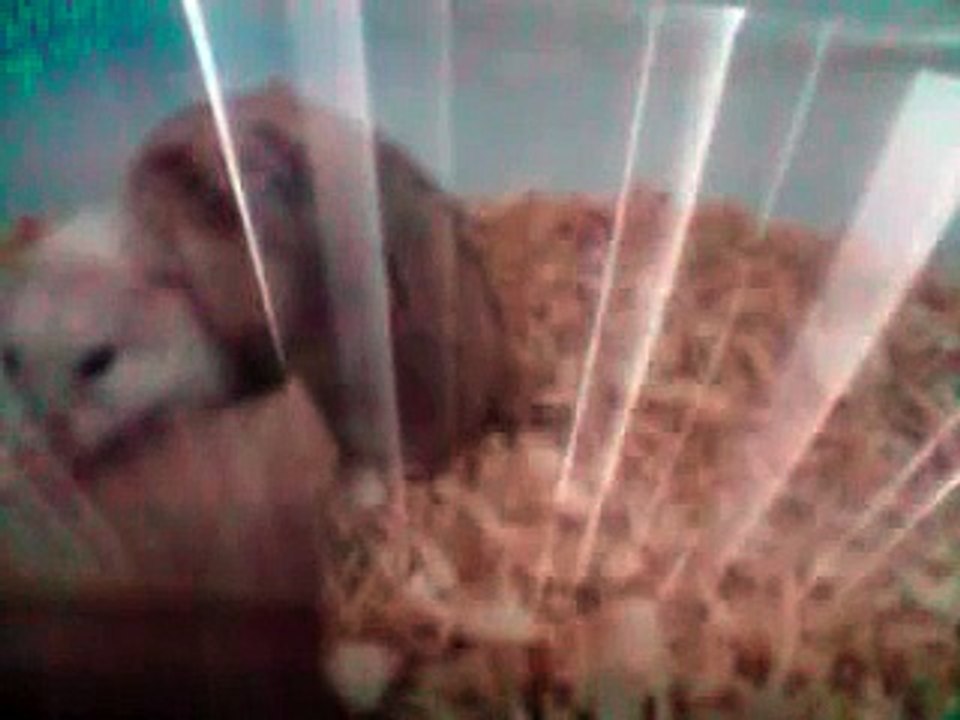 2 Cute Dwarf Hamsters, 1 Ugly Fight (Slow Motion)