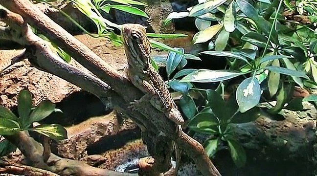 Auf großer Tour durch den Kölner Zoo 5