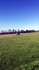 Ne pas insulter un cheval