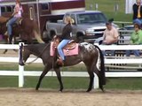 Romancing Ebony Rose Walk/Trot Western Pleasure