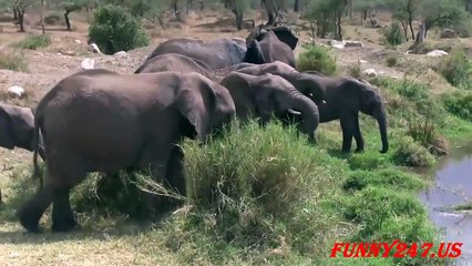 Elephant giving birth ☆ Animals Life