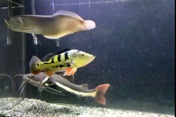 RED TAILED CATFISH, SILVER AROWANA, MONO P BASS.