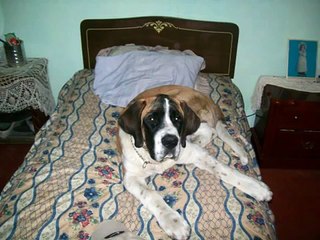perro san bernardo ( 5 meses)