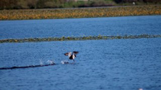 Lac de Grand Lieu  Le 24-05-2015