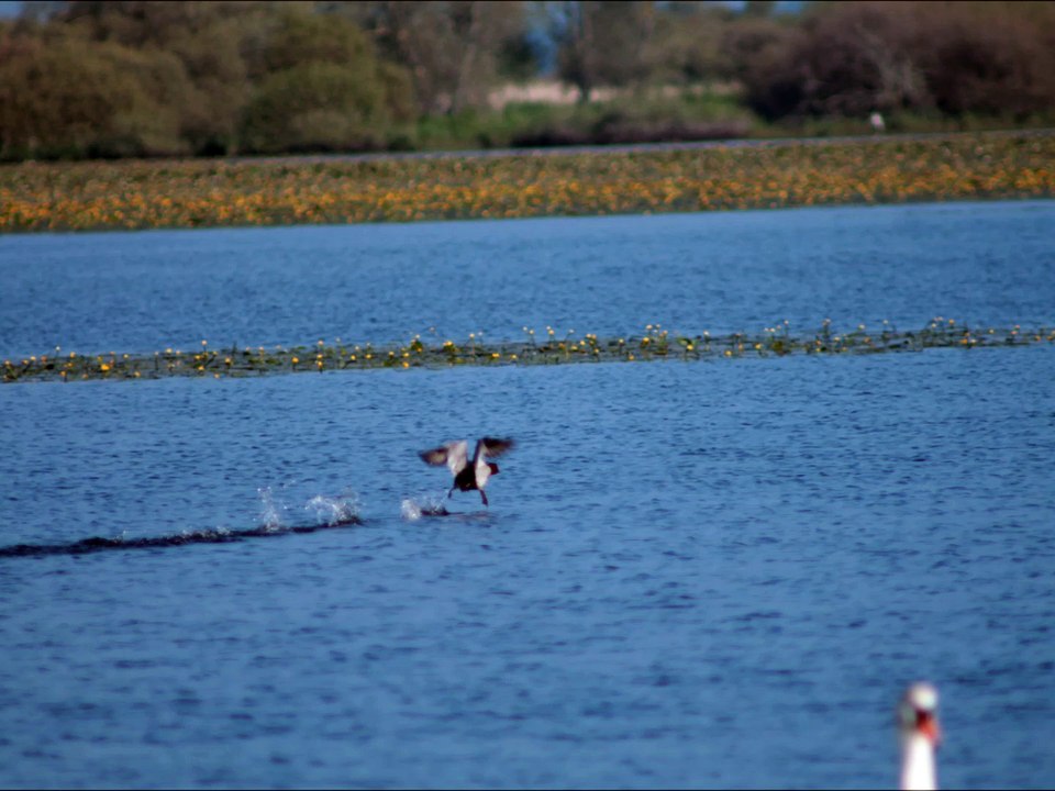 Lac de Grand Lieu  Le 24-05-2015