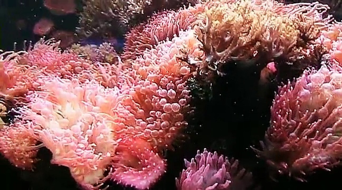 Auf großer Tour durch den Kölner Zoo 6