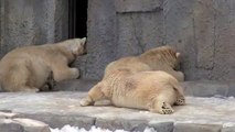 たくさん遊んだ後は授乳タイム~Polar Bears