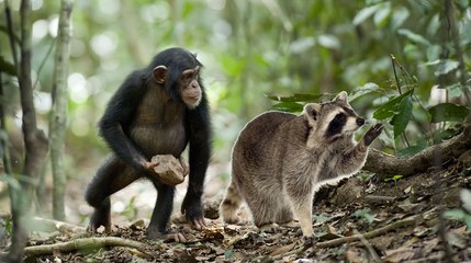 Şempanze Sürüsü Rakun'a Saldırdı