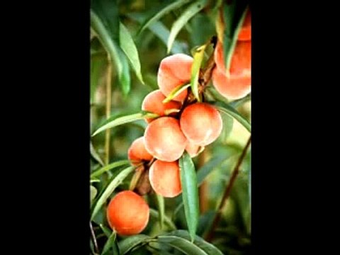 Phish - Peaches en Regalia 1989