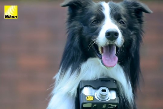 Heartography : L'appareil photo pour chiens