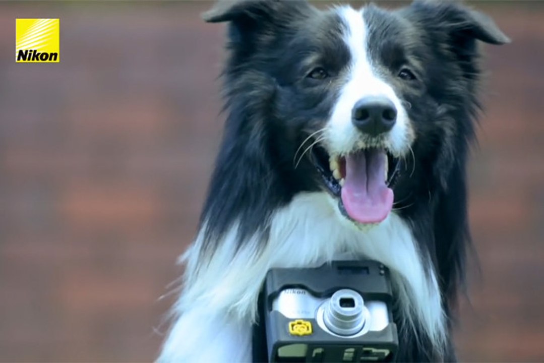 Heartography : L'appareil photo pour chiens