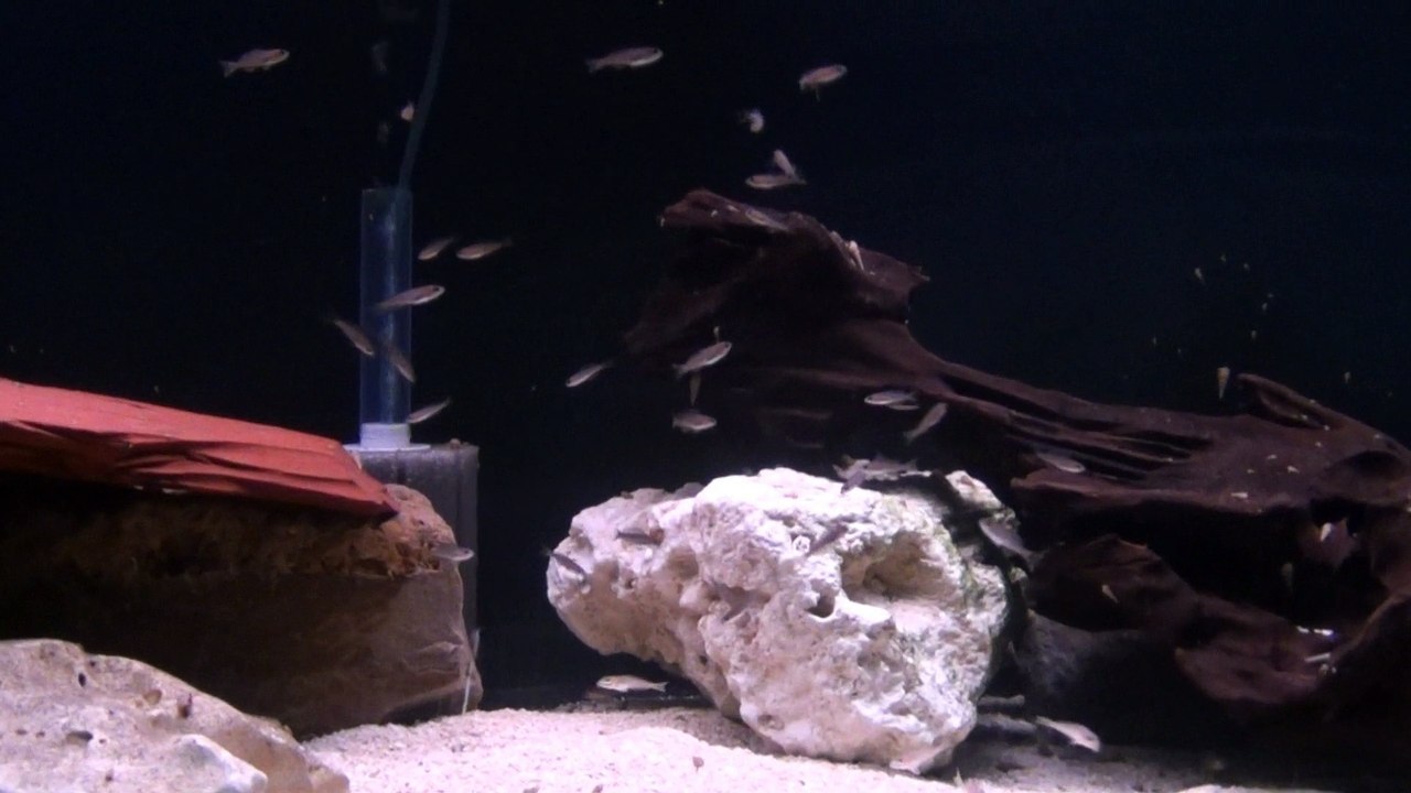 2015-05-24 - Bac 75 gallons - Jeunes Cypri et Enantiopus