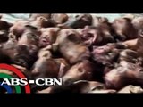 Over 100 kilos of dog meat seized