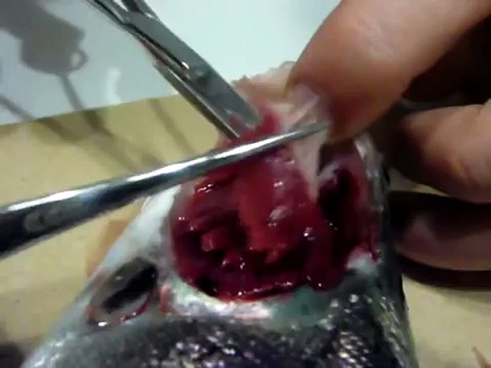Le règne des métazoaires - Dissection truite .wmv