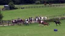 Merry Horses at Hillside Animal Sanctuary in Norfolk