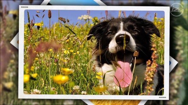 Стили ProShow Producer - Photo Frames