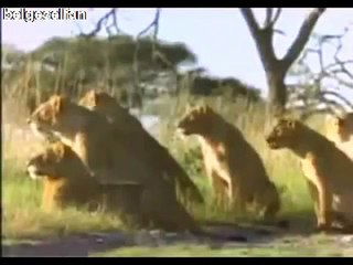 PURSAKLAR FALKE KOMBİ SERVİSİ  (312) 279 15 16