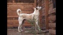 Wild born Canaan dog Digger sings to prayer call in Saudi