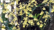 Oncidium cebolleta, Orquídeas, Matas ciliares, Mato Grosso do Sul,