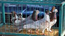 The fair of pigeons in Krasnodar (Russia)