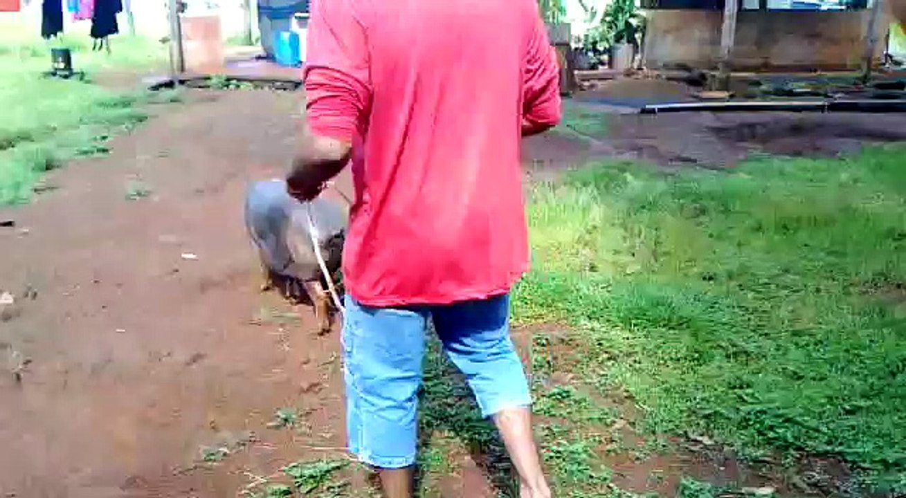 Matando a Leitoa na casa do Sr Geraldo.