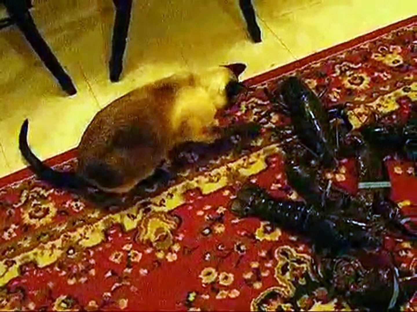 ⁣3 Huge lobsters and a Siamese Cat