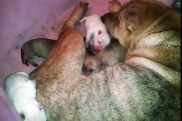 Prego same day.. birth same day cat dog AMAZING