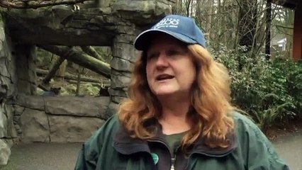 Trio of cougar cubs orphaned by hunter find new NC home