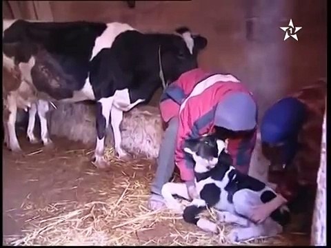 La naissance du veau à deux têtes au Maroc