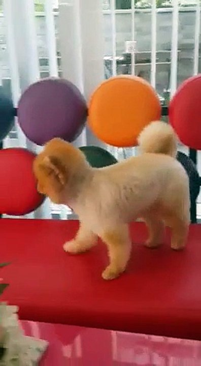 FCI SCR BELGELİ YAVRU VE YETİŞKİN POMERİAN BOO