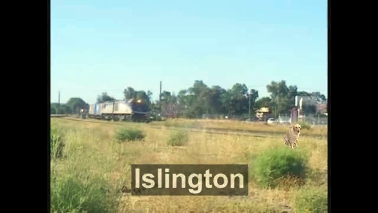 Dog Gets Hit By Train-Animal Cruelty