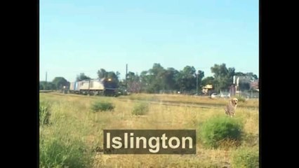 Dog Gets Hit By Train-Animal Cruelty