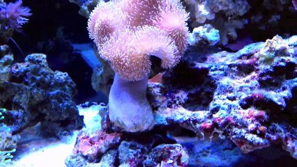 90 Gallon tank update