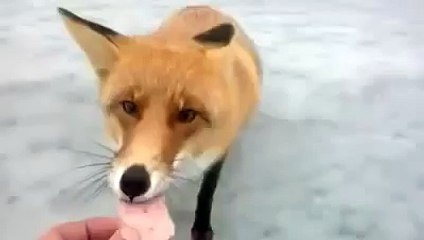 Wild fox eating from hand