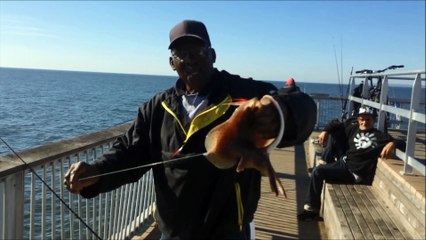 Good Morning Little Stingray!