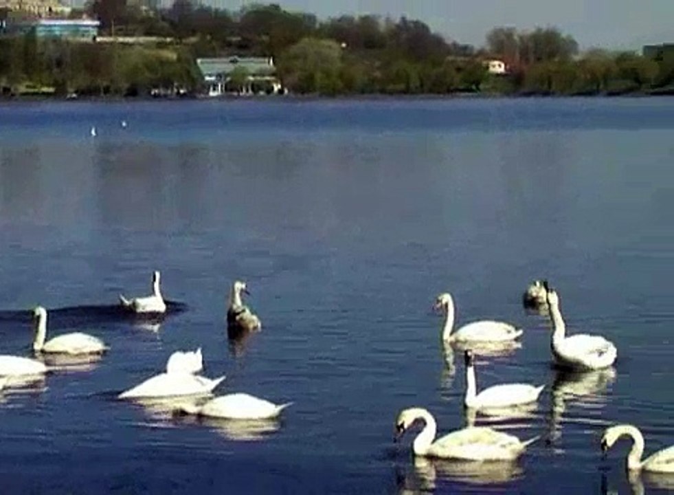 Swans / Lebede in Tulcea