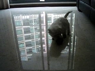 Westie Puppy Week 12.1 ball 1