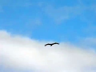 Cigogne blanche en vol