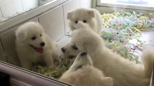 KAR BEYAZ SAMOYED YAVRULARI